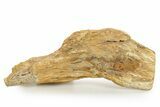 Triassic-Age Petrified Wood Log - Madagascar #379276-2